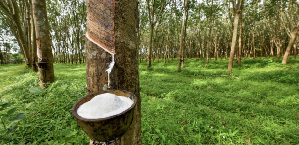 Hevea cultivation in Ivory Coast